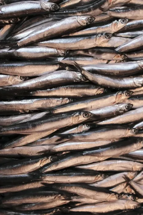 Framed Print : Sardines Print Framed Print : Sardines Print