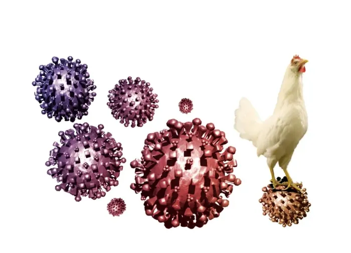 Framed Print : SARS Virus and Chicken Print Framed Print : SARS Virus and Chicken Print