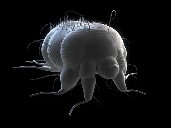 Framed Print : Scabies Mite Print Framed Print : Scabies Mite Print