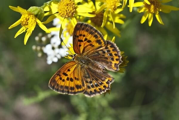 Scarce copper butterfly