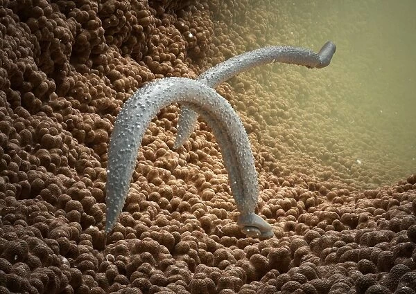 Schistosome fluke worms, artwork C013  /  4642