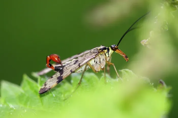 Framed Print : Scorpionfly Print on Nettle Leaf Framed Print : Scorpionfly Print on Nettle Leaf