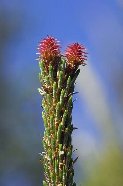 Scots pine female flowers