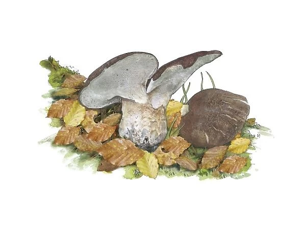 Scutiger pes-caprae-sabatera mushrooms C016  /  3446