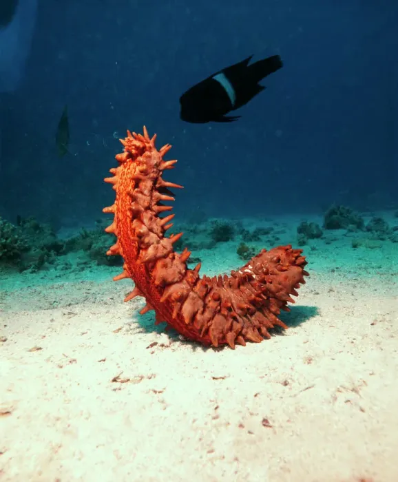 Framed Print : Sea Cucumber Spawning Print Framed Print : Sea Cucumber Spawning Print