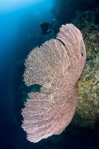Sea fan. Sea fans are colonies of tiny coral organisms 
