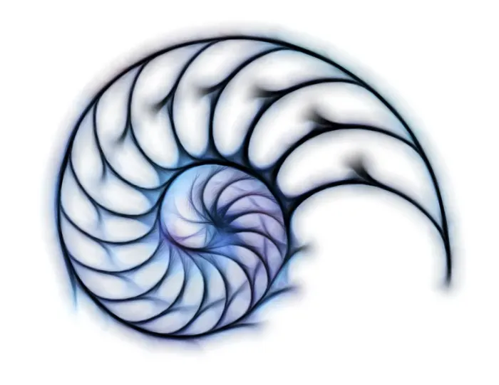 Framed Print : Sectioned Nautilus Shell Print Framed Print : Sectioned Nautilus Shell Print