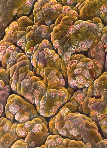 SEM of acini cells in pancreas