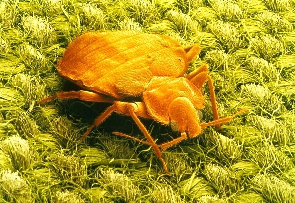 SEM of a bed bug