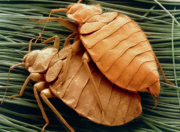 Framed Print : Coloured SEM print of bed bugs mating Framed Print : Coloured SEM print of bed bugs mating