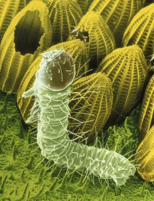 Framed Print : False-colour SEM print of caterpillar hatching from egg Framed Print : False-colour SEM print of caterpillar hatching from egg