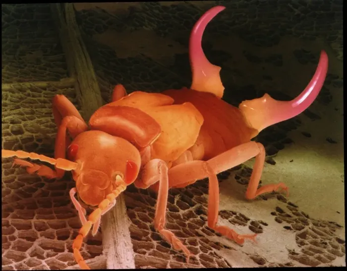Framed Print : Coloured SEM Print of Earwig on Leaf Litter Framed Print : Coloured SEM Print of Earwig on Leaf Litter