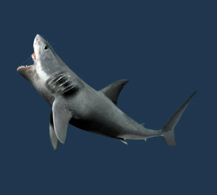 Framed Print : Shark Print Framed Print : Shark Print