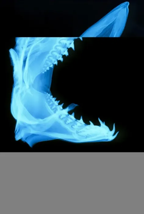 Framed Print : Shark Skull Print Framed Print : Shark Skull Print