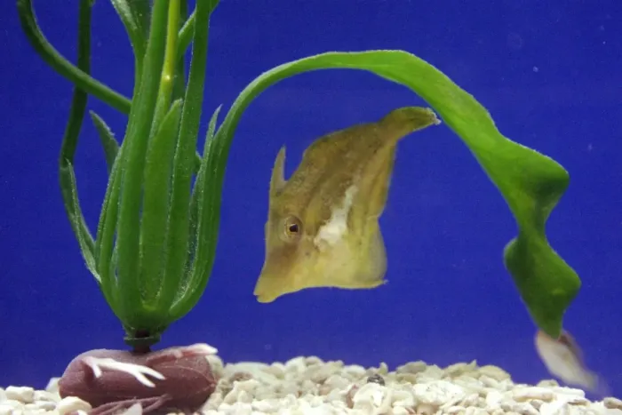 Framed Print : Sharpnose Puffer Fish Print Framed Print : Sharpnose Puffer Fish Print