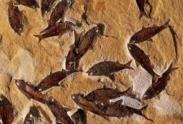 Shoal of fossilised fish, Knightia alta