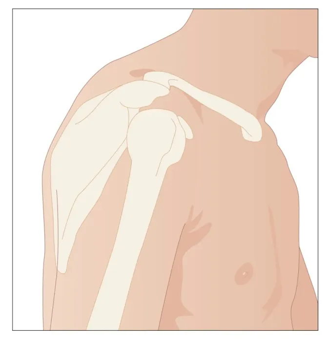Framed Print : Shoulder Bones Print Framed Print : Shoulder Bones Print