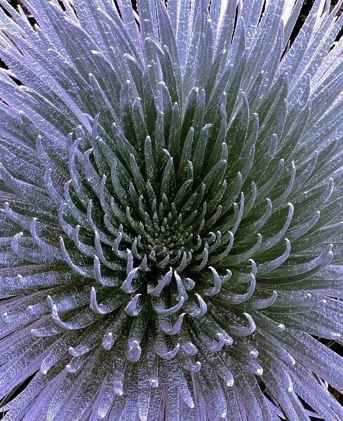 Silversword plant. The elongated leaves of the silversword plant 