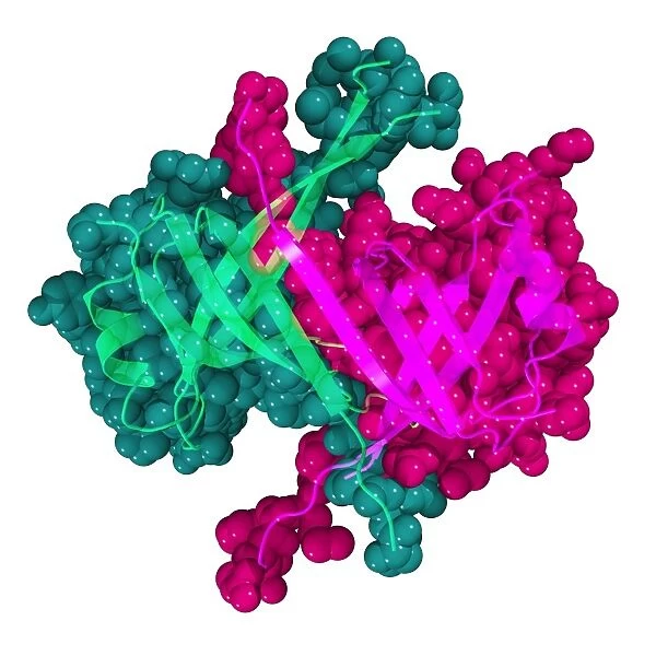 Single stranded DNA-binding protein