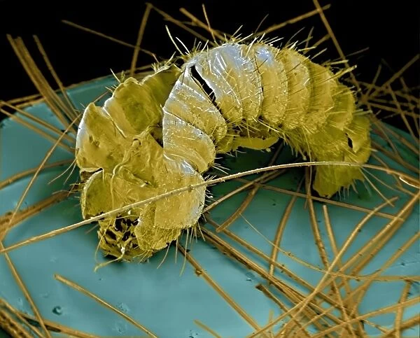 Skin of dermestid beetle larva, SEM