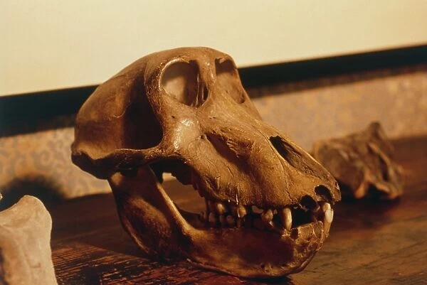The skull of an ape at Darwins house