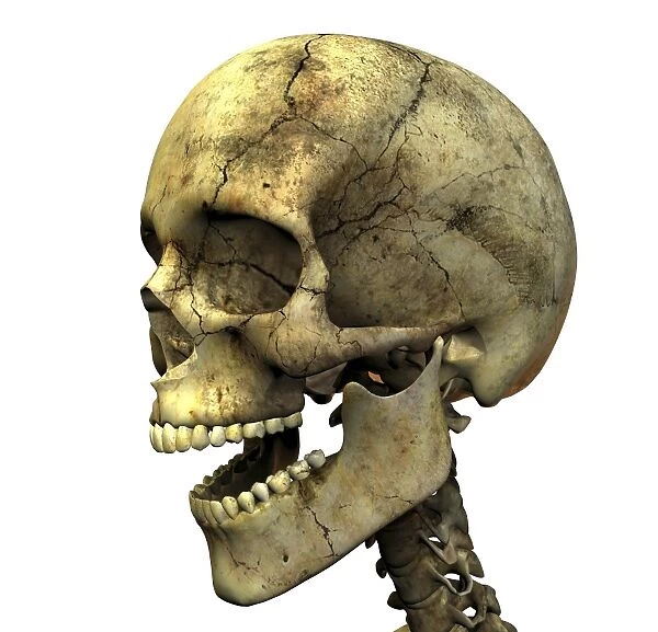 Skull. Computer artwork of a human skull