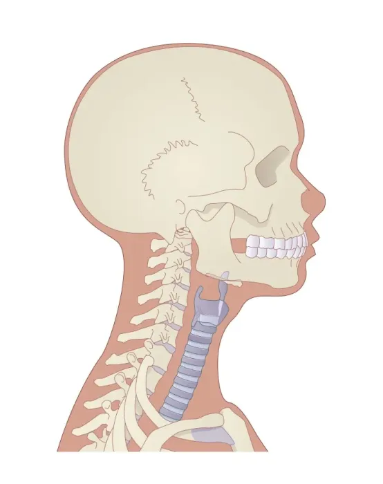 Framed Print : Skull and Neck Bones Print Framed Print : Skull and Neck Bones Print