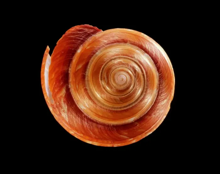 Framed Print : Slit Snail Shell Print, 84mm diameter Framed Print : Slit Snail Shell Print, 84mm diameter