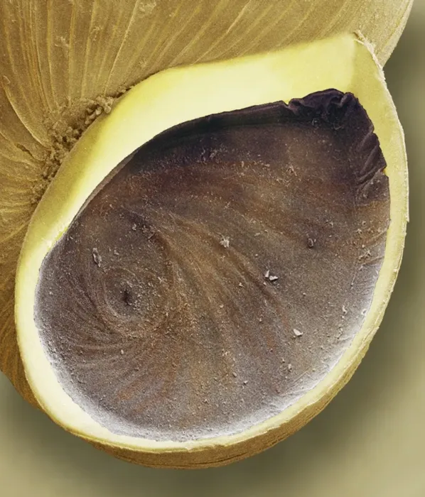 Framed Print : SEM Print of Snail Operculum Framed Print : SEM Print of Snail Operculum
