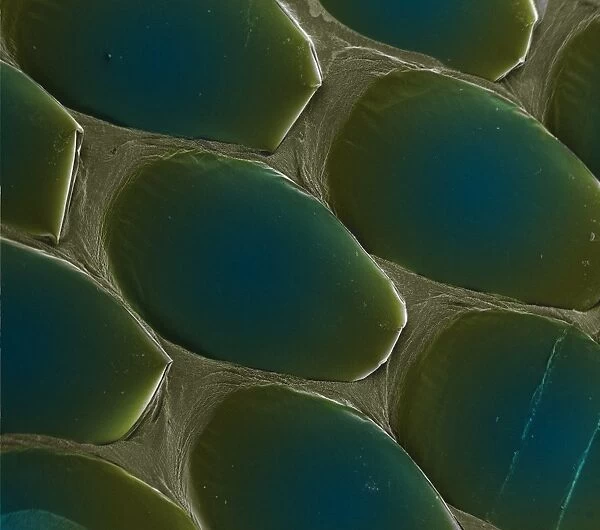 Snake skin, SEM. Snake skin. Coloured scanning electron micrograph of the