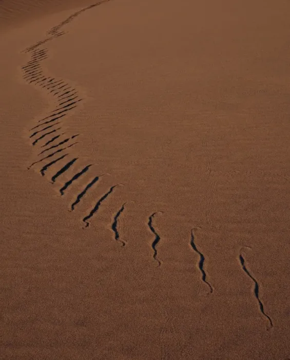 Framed Print : Snake track in sand Print Framed Print : Snake track in sand Print