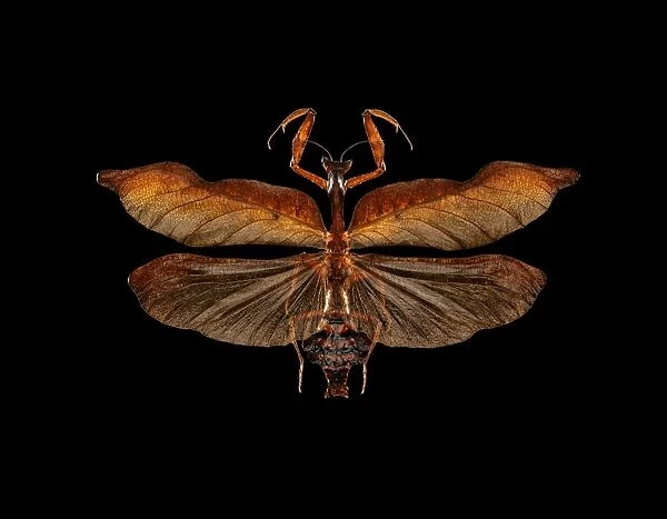 South American dead leaf mantis