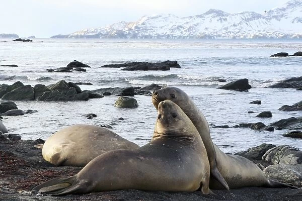 Southern elephant seals sparring