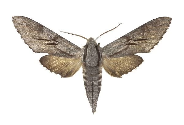 Southern pine hawk moth C016  /  2280