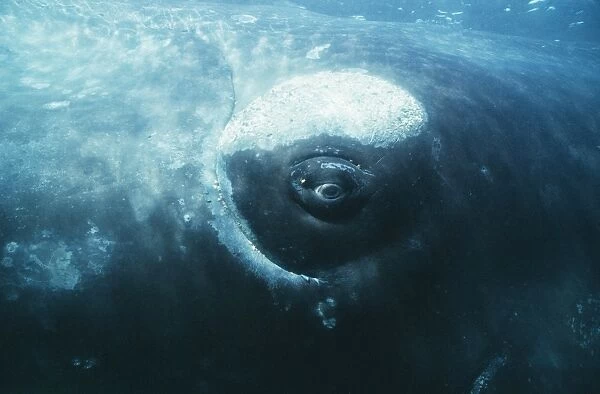 Southern right whales eye