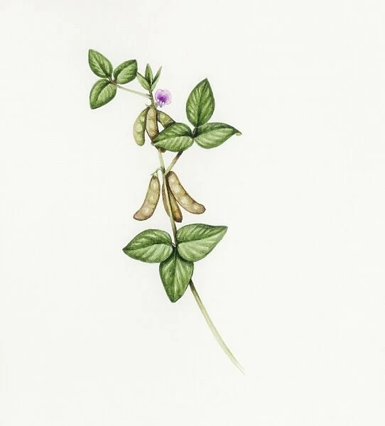 Soybean (Glycine max)