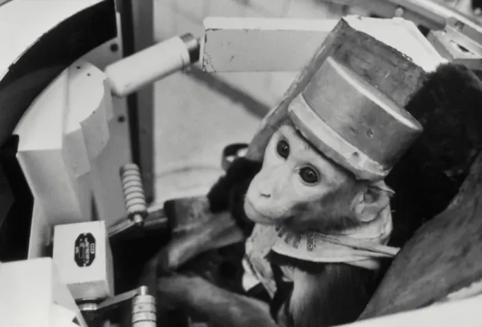 Framed Print : Space Monkey in Space Probe Simulator Print Framed Print : Space Monkey in Space Probe Simulator Print