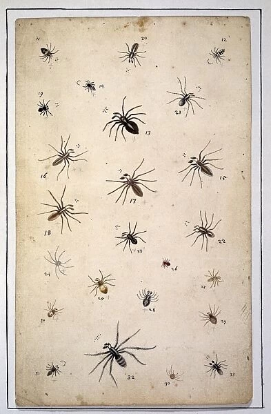 Spiders, 18th century artwork C016  /  5736