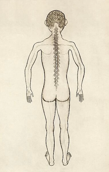 Spinal anatomy, 14th century artwork