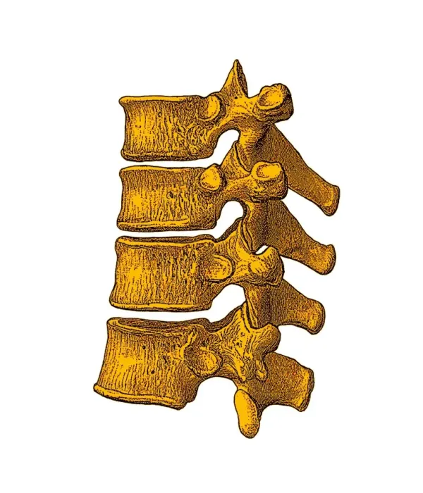 Framed Print : Spinal Vertebrae Print Framed Print : Spinal Vertebrae Print