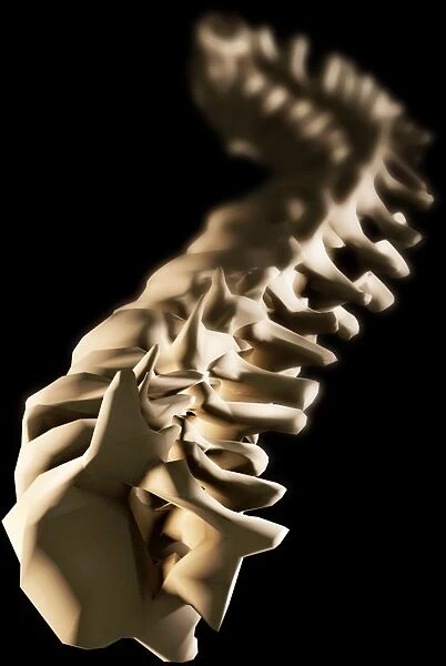 Spine, artwork