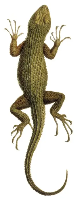 Framed Print : Spiny lizard Print (Sceloporus asper) Framed Print : Spiny lizard Print (Sceloporus asper)