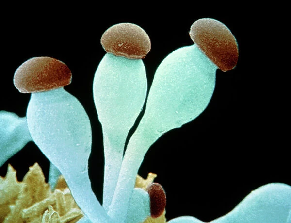 Sporangiophores of Pilobolus fungus on dung