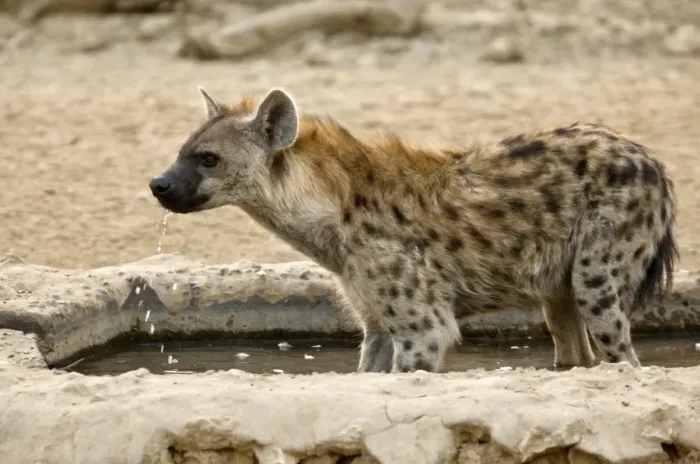 Framed Print : Spotted Hyena Drinking Print Framed Print : Spotted Hyena Drinking Print