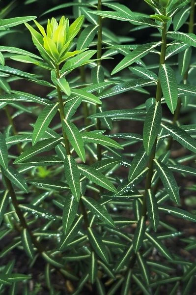 Spurge (Euphorbia cornigera)