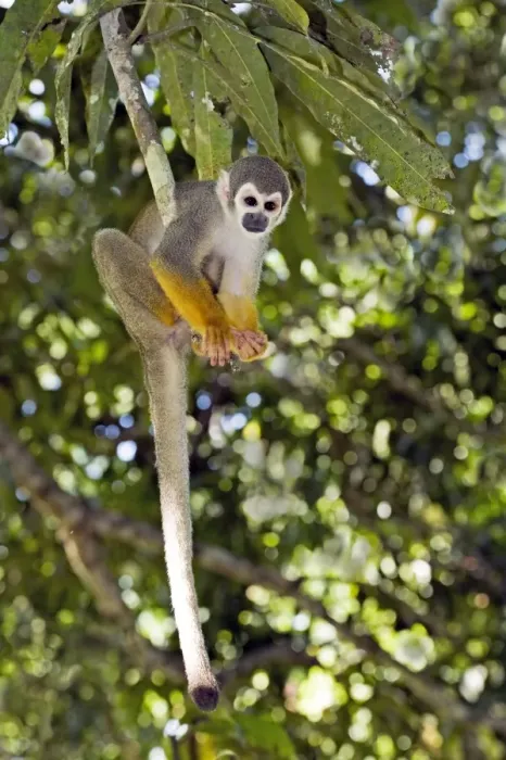 Framed Print : Squirrel monkey print, Amazon rainforest, Peru Framed Print : Squirrel monkey print, Amazon rainforest, Peru