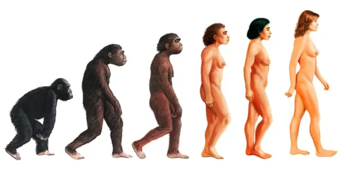 Framed Print : Female Human Evolution Print