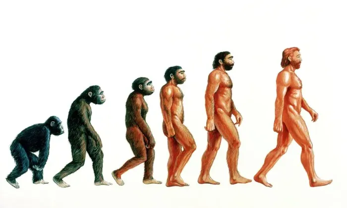 Framed Print : Human Evolution Print: A visual representation of human development stages Framed Print : Human Evolution Print: A visual representation of human development stages