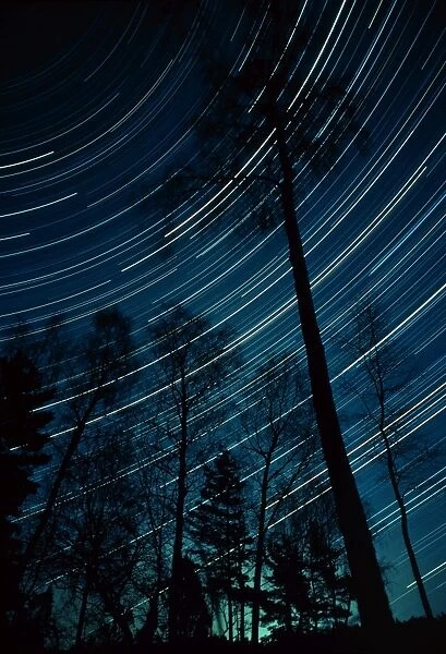 Star trails through trees