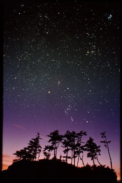 Framed Print : Starfield Print over Trees Framed Print : Starfield Print over Trees